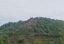 Dinas Pertanian Luwu Timur Hentikan Pendataan Lahan PSR Koperasi Agro Mandiri Utama