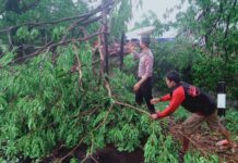 Personel Sat Lantas Polres Gowa Evakuasi Pohon Tumbang di Poros Sungguminasa-Takalar