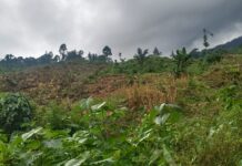 Distan Luwu Timur Sebut Dana Lahan Kosong Masuk PSR Harus Dikembalikan