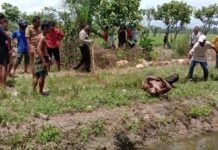 Pelaku Pemarangan Bhabinsa Koramil Wotu Akhirnya Tertangkap