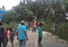 Dianggap Rawan, Kades Selli Eksekusi Dua Pohon Asam Bersama Warga