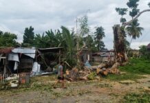 Pohon Tua di Wotu Tumbang, Timpa Rumah dan Pengendara