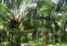 Petani Ngaku Dijanji Perawatan, Datanya Masuk PSR, Sekretaris KAMU Sebut Dananya Belum Ada