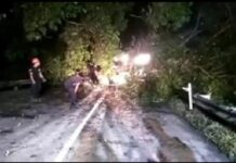 Hujan Deras Disertai Angin Kencang, 2 Pohon Tumbang di Malili