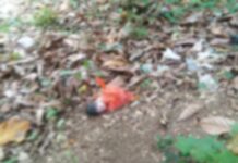 Mayat Bayi Terbungkus Plastik Gegerkan Warga Passippo di Bone
