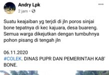 Jalan Provinsi Rusak, Warga Bone Tancap Pohon Pisang di Tengah Jalan