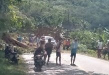 Pohon Tua Tumbang di Tengah Jalan Trans Malili