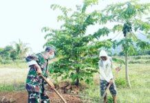 Babinsa 04 Padang Sappa Bantu Warga Binaan Bersihkan Lahan Tanaman