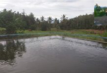 Melirik Kades Sederhana Tapi Bisa Membangun Embung Waekeccee Terbaik di Bone