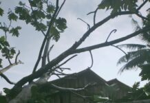 Akibat Hujan dan Angin Kencang, Satu Rumah di Lampia Rusak Tertimpa Pohon