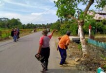 Antisipasi Pohon Tumbang, Pemdes Sindu Agung Lakukan Penebangan