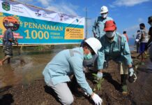 Lestarikan Danau Matano, Bareng PT. Vale Warga Tanam Ribuan Bibit Tembeuwa