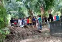 Kades Lakawali Pantai Marah, Ada Arena Judi Sabung Ayam di Desanya