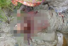 Cekcok di Sawah, Petani di Luwu Utara Tega Bunuh Istrinya