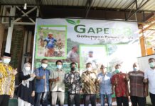 Bupati Lutim Panen Perdana Kalengkeng di Wisata Agro Tabarano