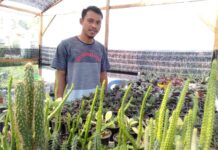 Berawal dari Hobi, Usaha Kaktus Jadi Ladang Penghasilan di Luwu Timur