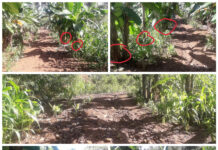 Gegara Pohon Pisang Pak RT, Jalan Tani Rusak,Teguran Warga Diabaikan