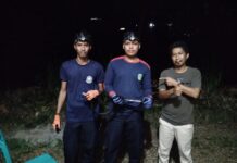 Dini Hari, Anggota Damkar Malili Evakuasi Ular Hitam di Rumah Warga