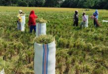 Musim Hujan, Segini Harga Gabah di Luwu Timur !