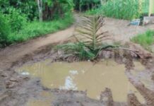 Jalan Rusak Desa Padaelo Mirip Kubangan Kerbau, Warga Tancapkan Pelepah Kelapa
