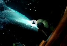 Video : Ikan Paus Raksasa Tersangkut Jaring Nelayan di Malili
