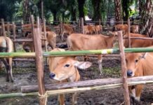 Koperasi KAMU Bermohon Bantuan Sapi, Kadis : Permohonan Awal Saya Tidak Tahu !