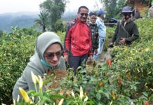 Habiskan Akhir Pekan, Bupati Luwu Utara Promosi Desa Wisata di Rongkong