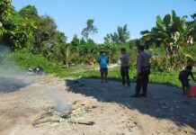 Polsek Wotu Gerebek Judi Sabung Ayam di Lampenai