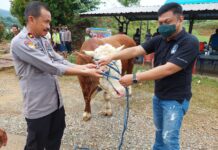 Polres Luwu Timur Berkurban 10 Ekor Sapi