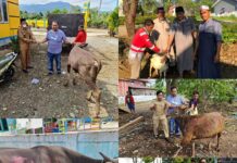 PT. CLM Serahkan 9 Hewan Kurban di Malili