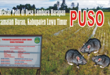 Program 4 Kali Tanam Padi Setahun di Luwu Timur Gagal, 16 Hektar Jadi Santapan Tikus