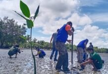 KNPI Wotu Peringati Kemerdekaan RI ke-76 Dengan Tanam Mangrove di Balo-Balo