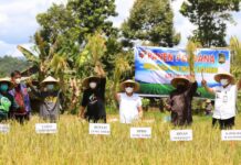 Bupati Lutim Apresiasi Penggunaan Pupuk Organik ECO Farming Untuk Padi