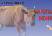 Sapi Kurban Investasi Bodong, Korban Tergiur Untung !