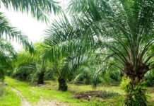 Petani dan Pekerja Kelapa Sawit Tuntut Pencairan Uang Hasil Panen ke PTPN V