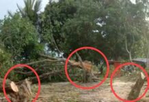 Pohon di Pantai Ditebang Imbas Pilkades ? Kapolsek Burau Sebut Itu Kena Angin Puting Beliung