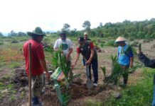 APKASINDO Luwu Utara Lakukan Penanaman Kelapa Sawit Perdana
