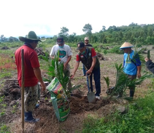 APKASINDO Luwu Utara Lakukan Penanaman Kelapa Sawit Perdana
