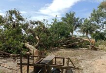 Kecewa Tidak Terpilih, Cakades di Burau Tebang Puluhan Pohon Pelindung di Pantai