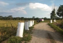 Bupati Lutim Dukung Serapan Gabah Petani Pada Panen Raya MT ASEP