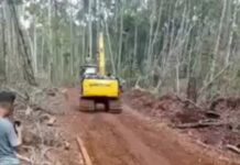 Beredar Video Pembalakan Liar di Luwu Timur, UPT KPH Larona Sebut Itu Video Lama dan Rebutan Kawasan Hutan