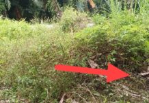 Lapor PLN Tomoni ! Sudah Tahunan Kabel Ini Merayap di Tanah