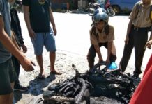Motor di Luwu Utara Terbakar Gegara Simpan HP dalam Jok
