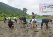 PT Vale Tanam Perdana SRI Organik di Uluere