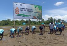 Pemkab Kolaka Apresiasi Tanam Perdana SRI Organik PT Vale di Blok Pomalaa