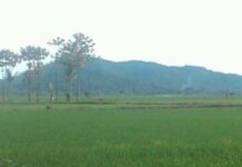 Gunung Lampenai Akhirnya Kembali, 14 Tahun Berada di Karambua dan Rinjani