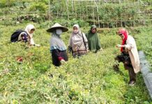 DP3AP2KB dan Dinas Pertanian Lakukan Pemberdayaan KWT di Wilayah Pegunungan