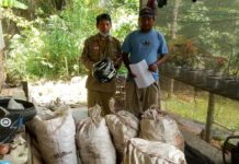 Dua Poktan Wilayah Transmigrasi di Luwu Utara Terima Ratusan Kilogram Bantuan Benih Jahe Merah