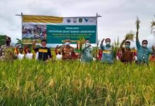 Kelompok Tani Padaidi Manfaatkan Irigasi Program PKPM PT Vale