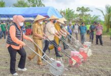 Komoditas Unggulan Jagung Resmi Dilaunching, Bupati Morut Ungkap Berbagai Kemudahan Bagi Petani